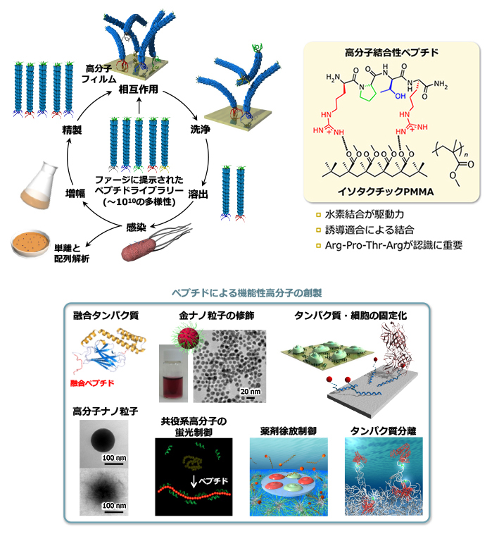 図2　高分子結合性ペプチド研究の概念図