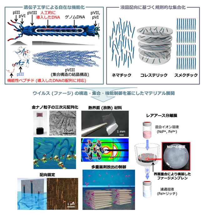 図3　ウイルスを素材とするソフトマテリアル研究の概念図