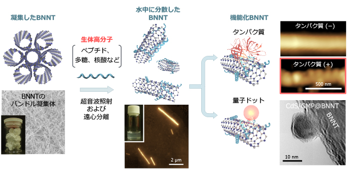 図4　生体高分子によるBNNTの水中分散研究の概念図